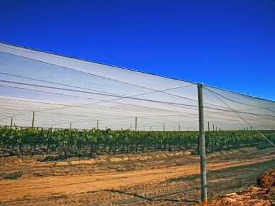 Shade netting protecting vineyard from birds and insects in Western Cape, South Africa
